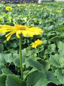 Doronicum or. 'Leonardo' geen maat specificatie 0,55L/P9cm