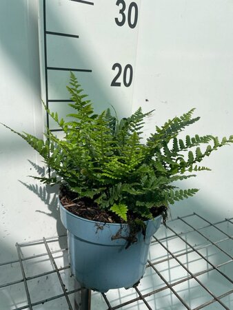 Dryopteris affinis geen maat specificatie cont. 2,0L - image 1