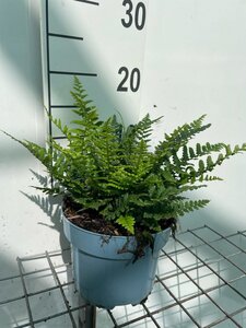 Dryopteris affinis geen maat specificatie cont. 2,0L