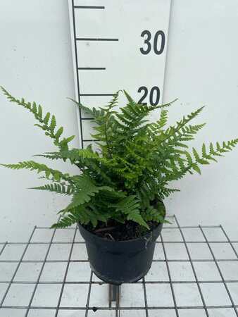 Dryopteris affinis geen maat specificatie cont. 2,0L - image 2