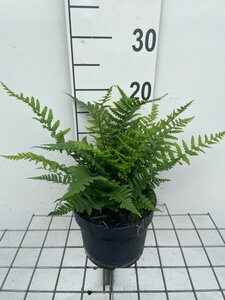 Dryopteris affinis geen maat specificatie cont. 2,0L - image 2