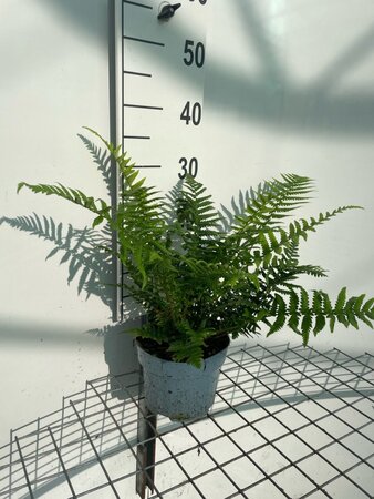 Dryopteris affinis geen maat specificatie cont. 2,0L - image 3