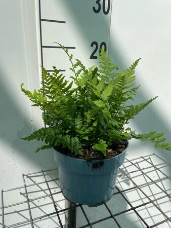 Dryopteris filix-mas geen maat specificatie cont. 2,0L