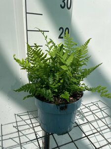 Dryopteris filix-mas geen maat specificatie cont. 2,0L