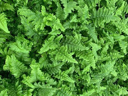 Dryopteris f.-m. 'Crispa Cristata' geen maat specificatie 0,55L/P9cm