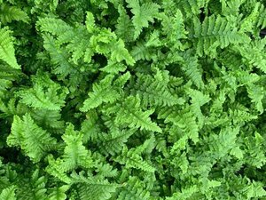 Dryopteris f.-m. 'Crispa Cristata' geen maat specificatie 0,55L/P9cm