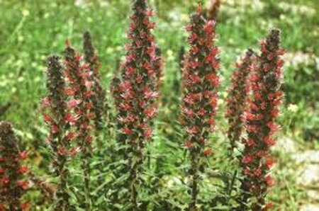 Echium amoenum 'Red Feathers' geen maat specificatie 0,55L/P9cm
