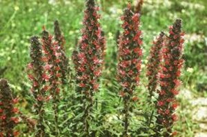 Echium amoenum 'Red Feathers' geen maat specificatie 0,55L/P9cm