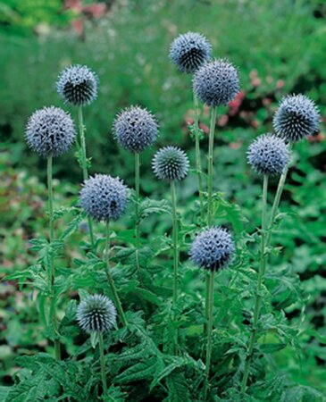 Echinops bannaticus geen maat specificatie 0,55L/P9cm - afbeelding 1