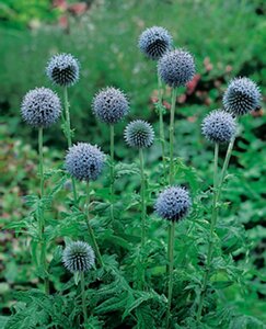 Echinops bannaticus geen maat specificatie 0,55L/P9cm - afbeelding 1