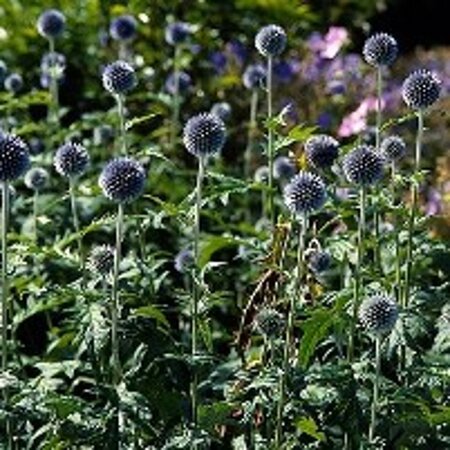 Echinops bannaticus geen maat specificatie 0,55L/P9cm - afbeelding 2