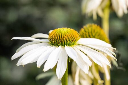 Echinacea p. 'Happy Star' geen maat specificatie 0,55L/P9cm - afbeelding 1