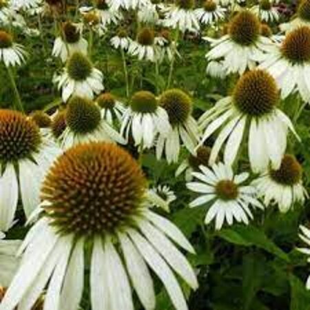 Echinacea p. 'Happy Star' geen maat specificatie 0,55L/P9cm - afbeelding 3