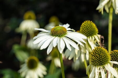 Echinacea p. 'Happy Star' geen maat specificatie 0,55L/P9cm - afbeelding 2