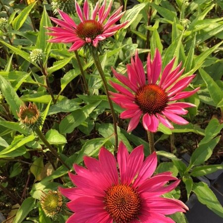 Echinacea p. 'JSROHO' geen maat specificatie 0,55L/P9cm - afbeelding 1