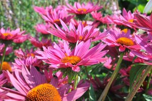 Echinacea p. 'JSROHO' geen maat specificatie 0,55L/P9cm - afbeelding 2