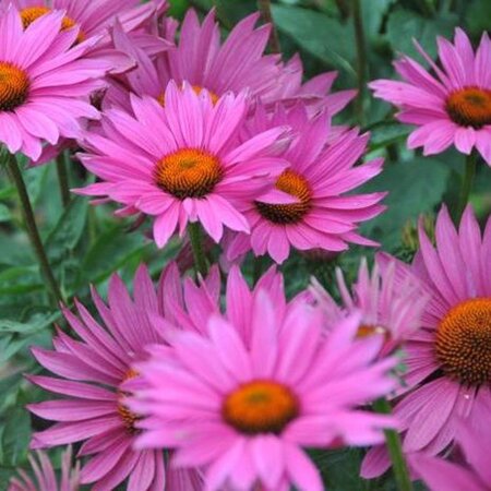 Echinacea p. 'JSROHO' geen maat specificatie 0,55L/P9cm - afbeelding 3