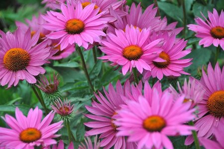 Echinacea p. 'JSROHO' geen maat specificatie 0,55L/P9cm - afbeelding 4