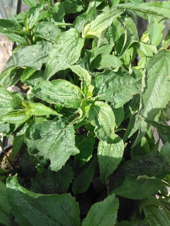 Echinacea p. 'Magnus' geen maat specificatie cont. 2,0L