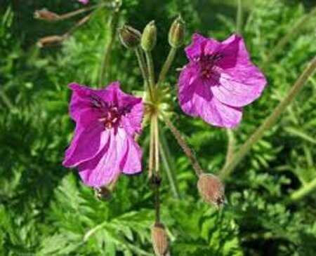 Erodium manescavii geen maat specificatie 0,55L/P9cm