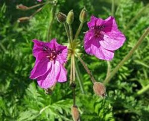 Erodium manescavii geen maat specificatie 0,55L/P9cm