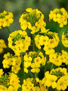 Erysimum 'Yellow Bird' geen maat specificatie 0,55L/P9cm - afbeelding 1