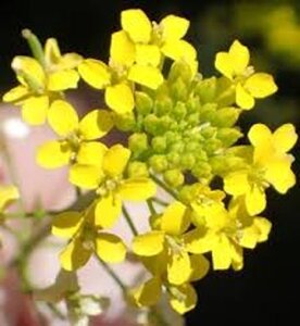 Erysimum 'Yellow Bird' geen maat specificatie 0,55L/P9cm - afbeelding 2