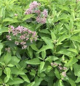 Eupatorium 'Mask' geen maat specificatie 0,55L/P9cm