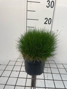 Festuca gautieri geen maat specificatie cont. 2,0L - afbeelding 2