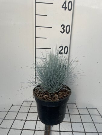 Festuca glauca 'Elijah Blue' geen maat specificatie cont. 2,0L - afbeelding 2