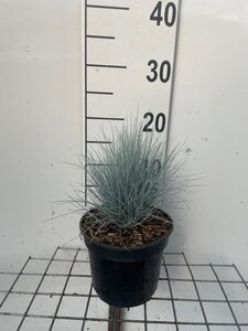Festuca glauca 'Elijah Blue' geen maat specificatie cont. 2,0L - afbeelding 2