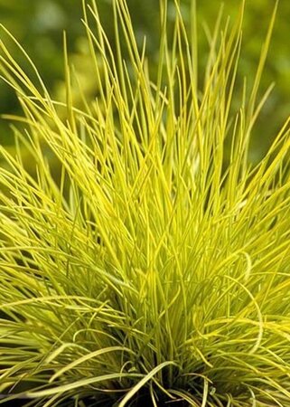 Festuca glauca 'Golden Toupee' geen maat specificatie 0,55L/P9cm