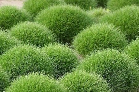 Festuca gautieri 'Pic Carlit' geen maat specificatie cont. 2,0L