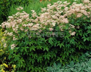 Filipendula purpurea 'Elegans' geen maat specificatie 0,55L/P9cm