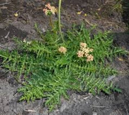 Filipendula vulgaris 'Multiplex' geen maat specificatie 0,55L/P9cm