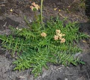 Filipendula vulgaris 'Multiplex' geen maat specificatie 0,55L/P9cm