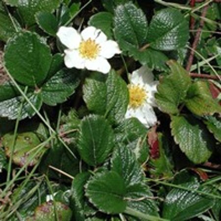 Fragaria chiloensis 'Chaval' geen maat specificatie 0,55L/P9cm - afbeelding 1
