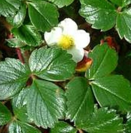 Fragaria chiloensis 'Chaval' geen maat specificatie 0,55L/P9cm - afbeelding 2