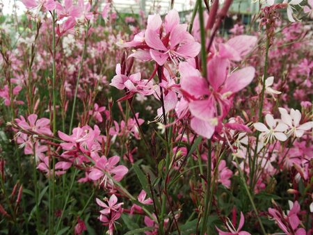Gaura l. 'Blaze' geen maat specificatie 0,55L/P9cm - afbeelding 1
