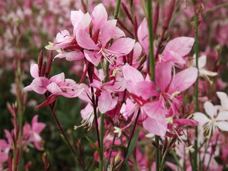 Gaura l. 'Blaze' geen maat specificatie 0,55L/P9cm - afbeelding 2