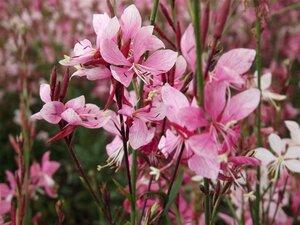 Gaura l. 'Blaze' geen maat specificatie 0,55L/P9cm - afbeelding 2