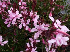 Gaura l. 'Blaze' geen maat specificatie 0,55L/P9cm - afbeelding 3