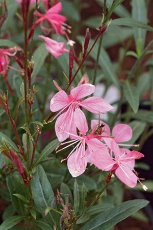 Gaura l. 'Blaze' geen maat specificatie 0,55L/P9cm - afbeelding 4