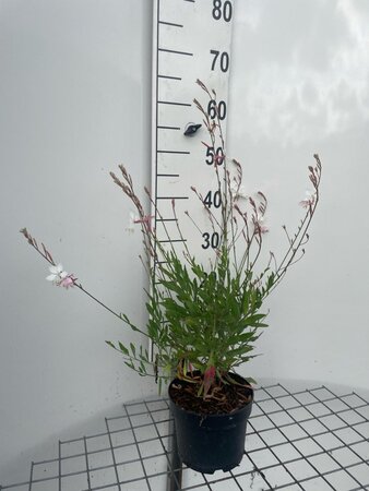 Gaura lindheimeri geen maat specificatie cont. 2,0L - afbeelding 1