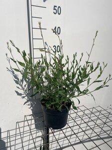 Gaura lindheimeri geen maat specificatie cont. 2,0L - afbeelding 2