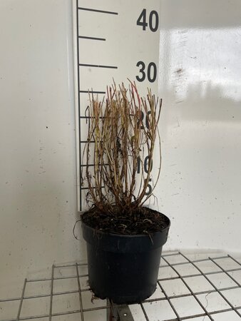 Gaura l. 'Siskiyou Pink' geen maat specificatie cont. 2,0L - afbeelding 1