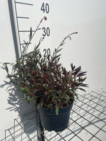 Gaura l. 'Siskiyou Pink' geen maat specificatie cont. 2,0L - afbeelding 2