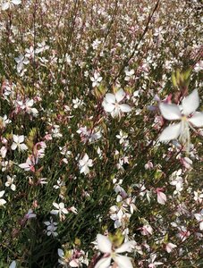 Gaura l. 'Whirling Butterflies' geen maat specificatie cont. 2,0L