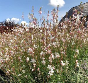 Gaura l. 'Whirling Butterflies' geen maat specificatie cont. 2,0L - afbeelding 9