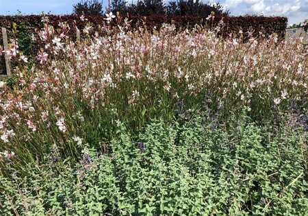 Gaura l. 'Whirling Butterflies' geen maat specificatie cont. 2,0L - afbeelding 8